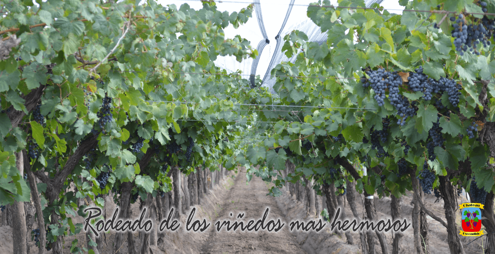 Imagen6.png